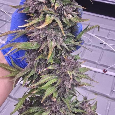 Ice Genetics - BKK Farm