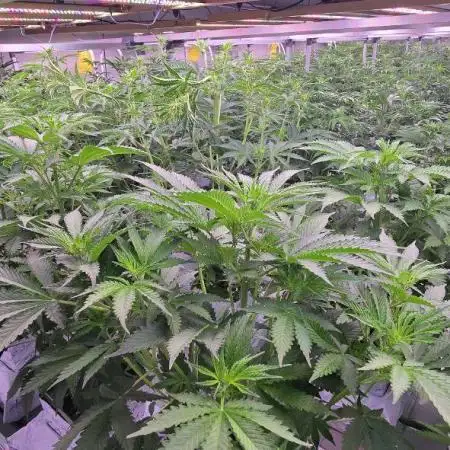 Ice Genetics - BKK Farm