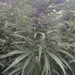 Ice Genetics - BKK Farm
