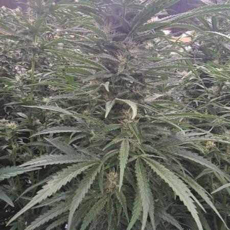 Ice Genetics - BKK Farm