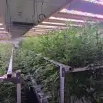 Ice Genetics - BKK Farm