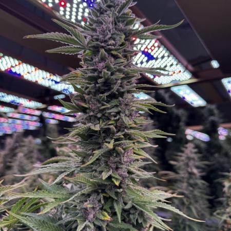 Ice Genetics - BKK Farm