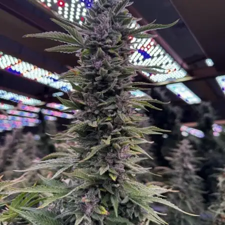 Ice Genetics - BKK Farm