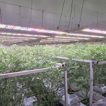 Ice Genetics - BKK Farm