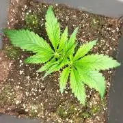 Creamy "stranger baby"