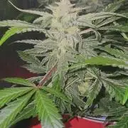 Atrocious auto