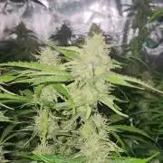 Blue bourban  auto