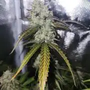 Blue bourban  auto
