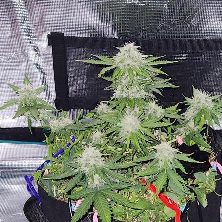 Lemon pineapple