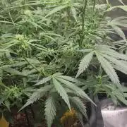 Blue bourban  auto