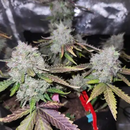 Lemon pineapple