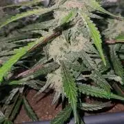 Giga glue auto