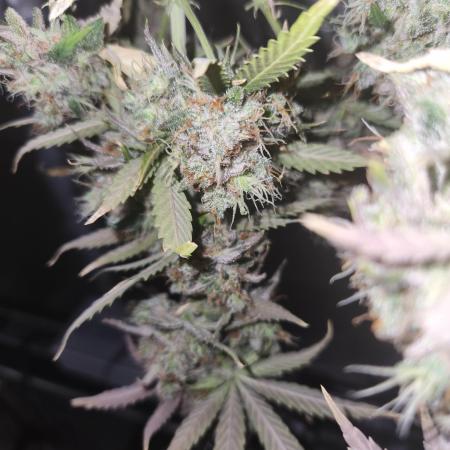 Lemon pineapple