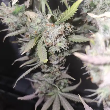 Lemon pineapple