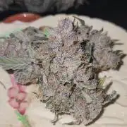 Giga glue auto