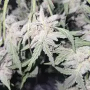 Giga glue auto