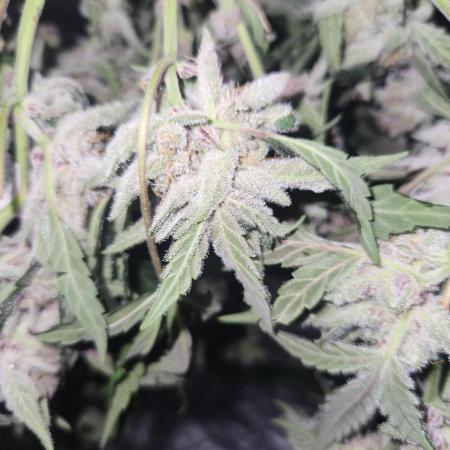 Giga glue auto