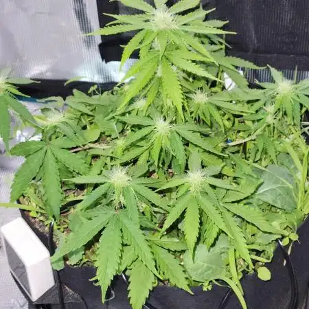 Lemon pineapple