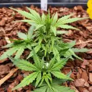 Giga glue auto