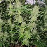 Blue bourban  auto