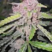 Giga glue auto