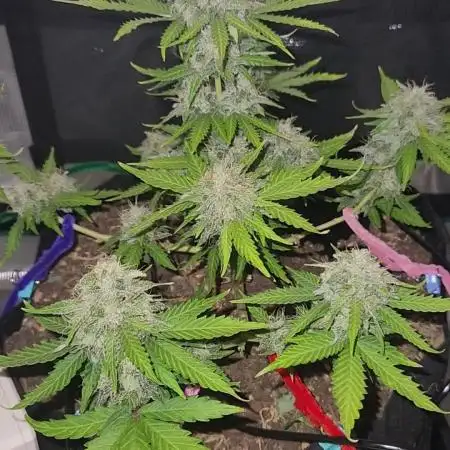 Lemon pineapple