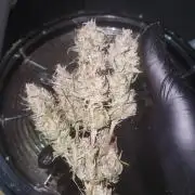 Blue bourban  auto