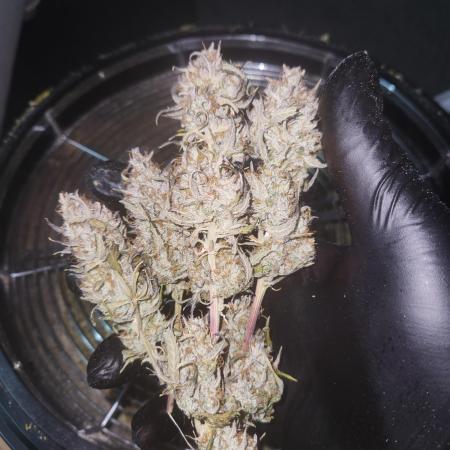 Blue bourban  auto