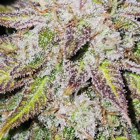 Lemon pineapple