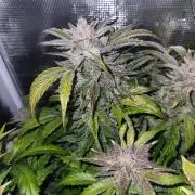 Atrocious auto