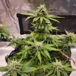 Lemon pineapple