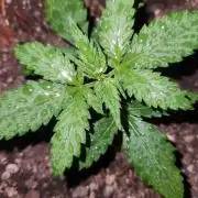 Giga glue auto