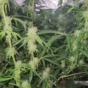 Blue bourban  auto