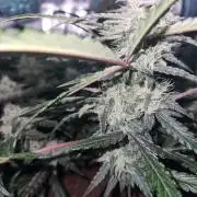 Giga glue auto