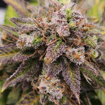Lemon pineapple
