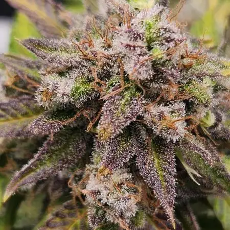 Lemon pineapple