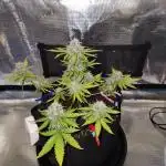 Lemon pineapple