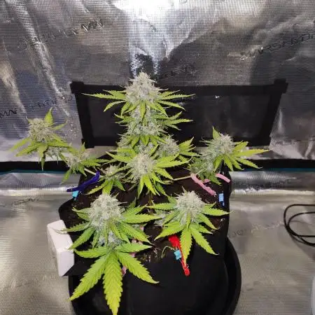 Lemon pineapple