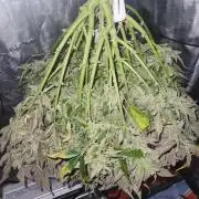 Atrocious auto