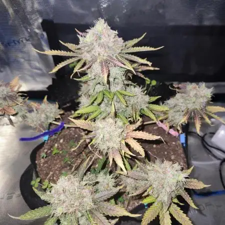 Lemon pineapple