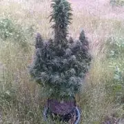 AK-47/Serious/HPS250/AN(Iguana)