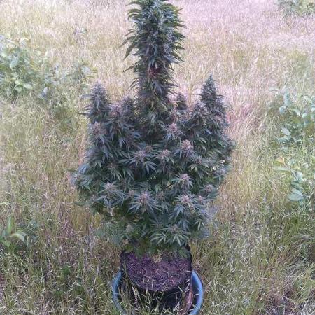 AK-47/Serious/HPS250/AN(Iguana)