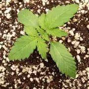 420fassbuds KamalaOG