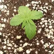 420fastbuds sour jealousy