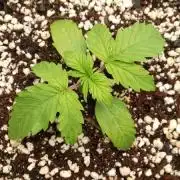 420fastbuds orange president