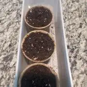 Humboldt Gelato X Cali Octane