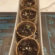 Slightly Stoopid Fruits - Humboldt SC