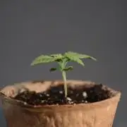 Slightly Stoopid Fruits - Humboldt SC