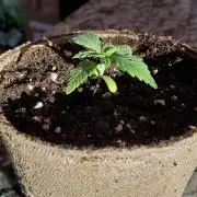 Slightly Stoopid Fruits - Humboldt SC