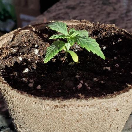 Slightly Stoopid Fruits - Humboldt SC